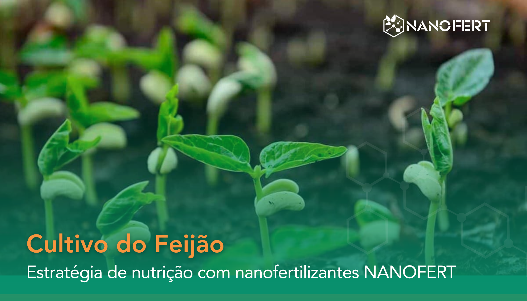 manejo estratégico do cultivo do feijão com nanofertilizantes